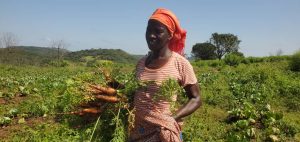 Read more about the article Climate-Smart Agriculture Empowers Koinadugu Women, Boosts Yields and Financial Security
