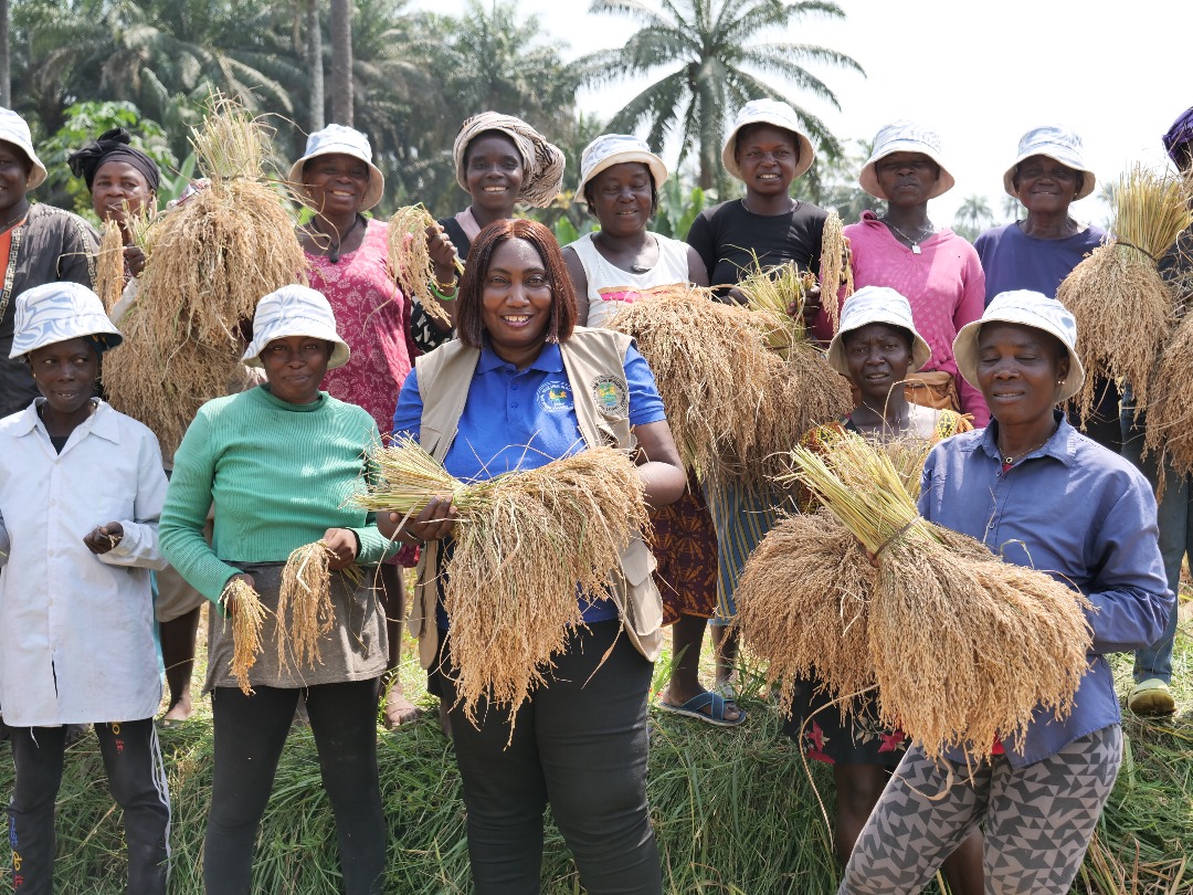 Read more about the article Bumper Harvest Brings Smiles to Gbotima Farmers